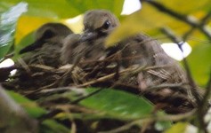Baby Doves